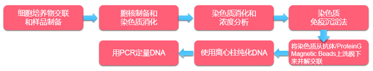 实验染色质免疫沉淀技术（ChIP）1.jpg
