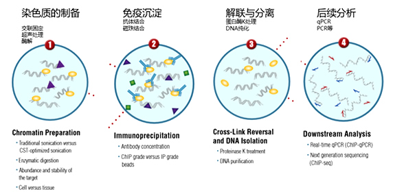 实验染色质免疫沉淀技术（ChIP）2.jpg